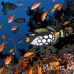 triggerfish_clown_maa_nari_h_0150_mal3578.jpg